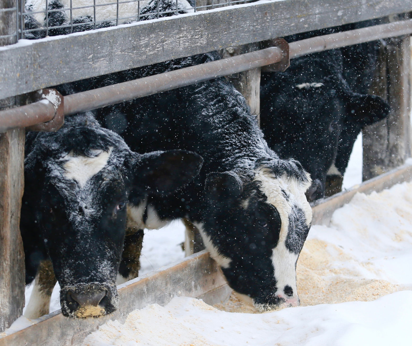 Snow Photos 2019 6